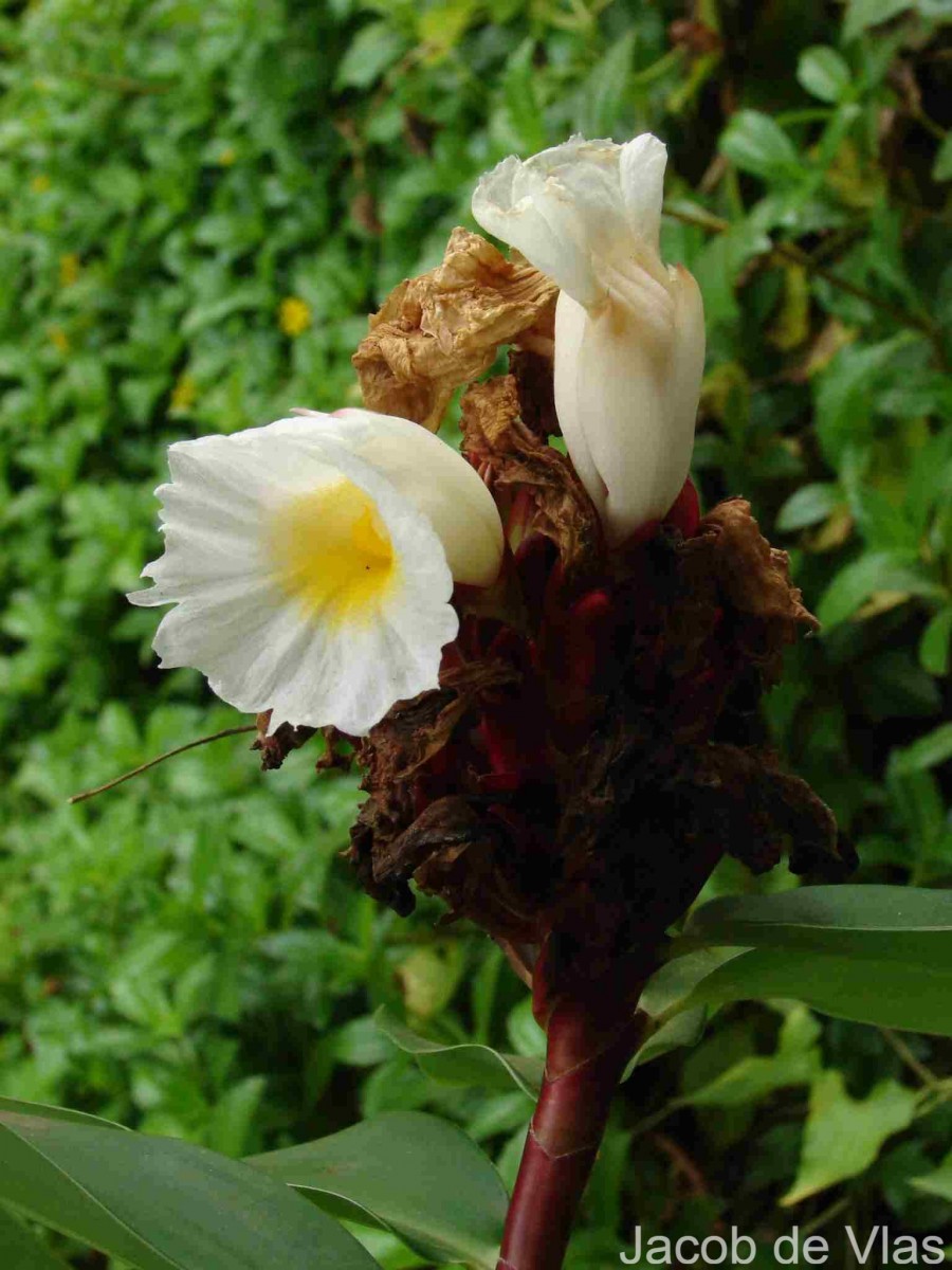 Hellenia speciosa (J.Koenig) S.R.Dutta